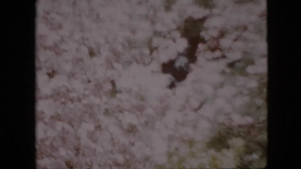 1958 Pennsylvania 8mm frame of a blooming tree canopy, with white blossoms and faint darker branches softened by motion and film grain.