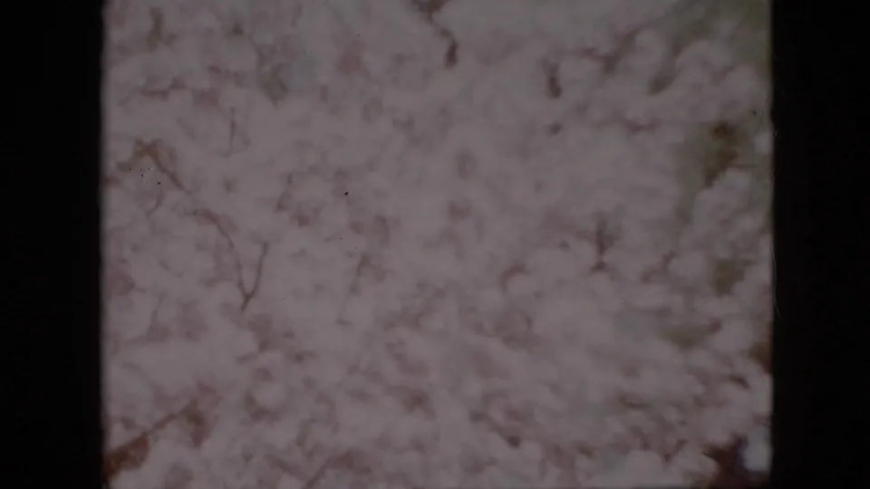 1958 Pennsylvania home-movie still showing flowering branches and pale blossoms blurred by wind and the soft 8mm scan.