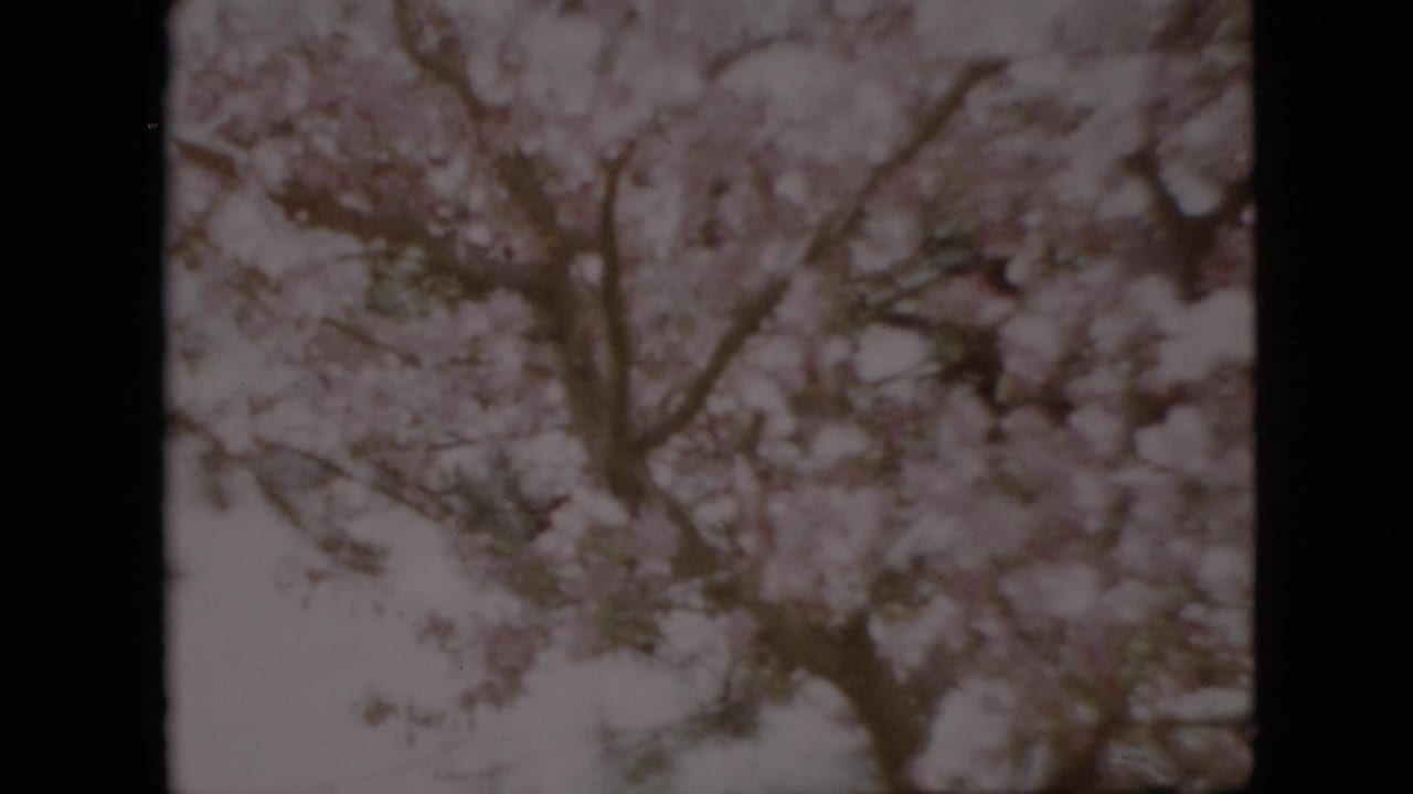 Blooming tree branches fill the frame with the man only faintly visible at the lower right.