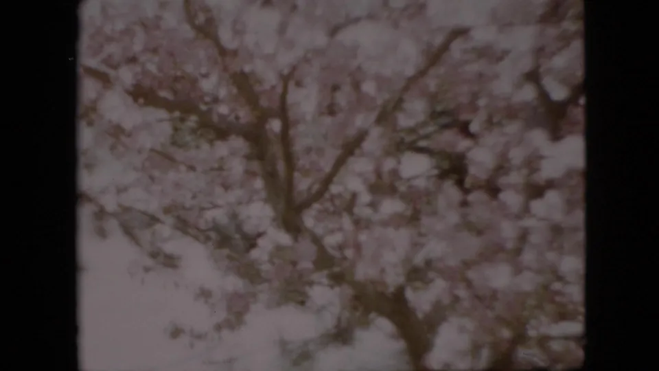 Flowering branches dominate this 1958 Pennsylvania frame, with the adult man mostly obscured near the lower right edge of the grove.