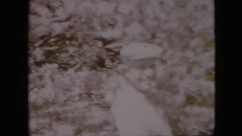 A light-shirted adult man stands partly visible through soft-focus flowering branches in this brief Pennsylvania home-movie frame from 1958.
