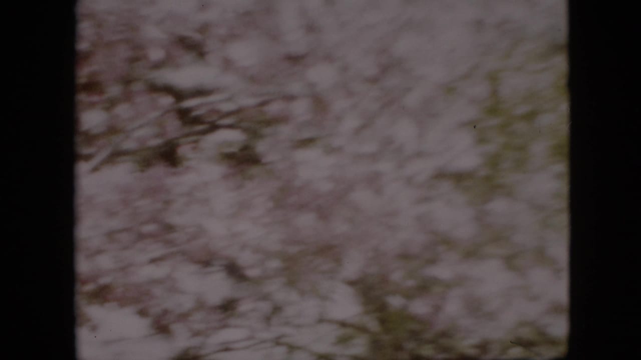 Wind-blown flowering tree branches fill the frame.