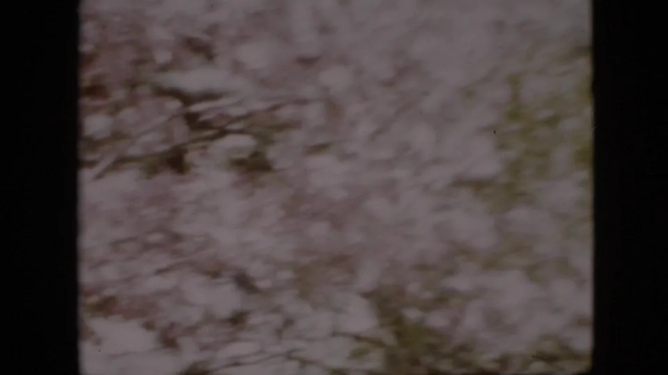 A soft 1958 Pennsylvania 8mm frame shows pale flowering branches and foliage moving in the wind, with no clear human figure visible.
