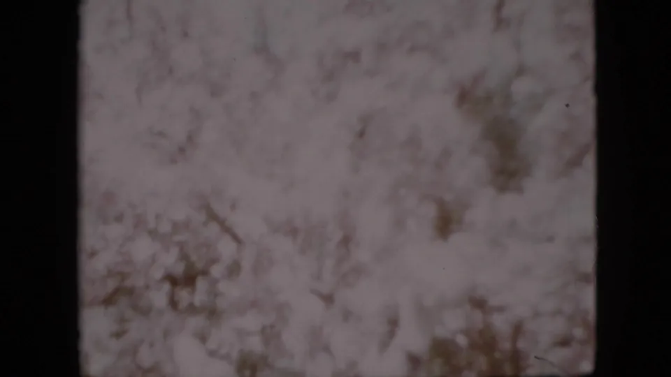 The final 1958 Pennsylvania 8mm frame is dominated by blurred pale blossoms, branches, and foliage, with any people obscured by motion and exposure.