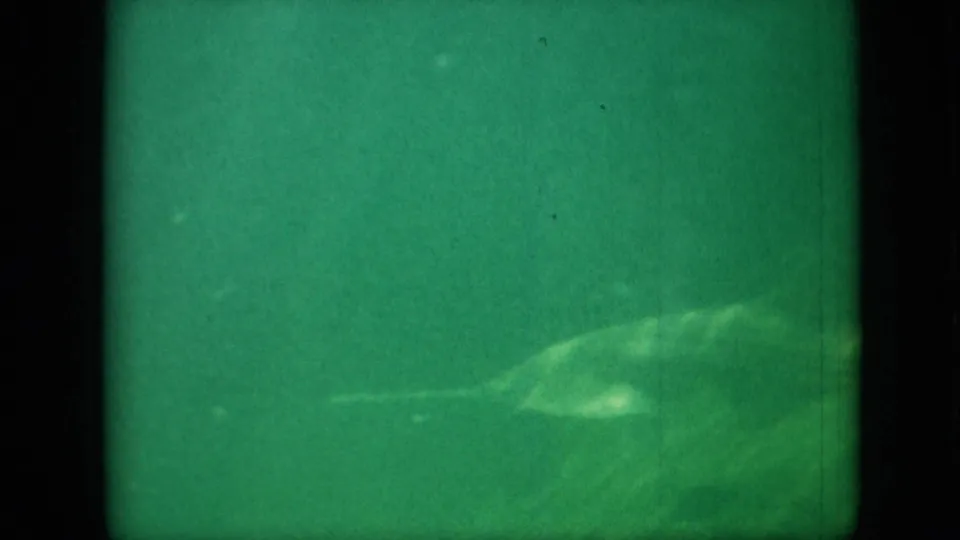 Green-tinted underwater 8mm frame showing a large, indistinct marine creature or fish shape moving through murky water.
