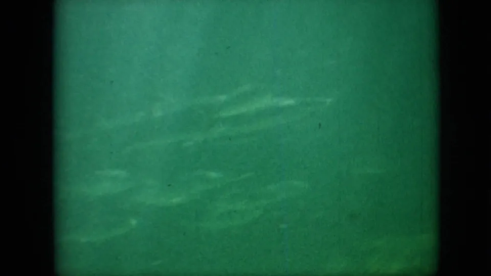 Green-tinted underwater home-movie frame with faint fish-like forms visible through soft focus and heavy grain.