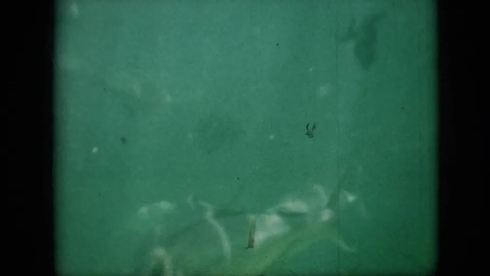Green-tinted 8mm underwater frame showing indistinct marine life near the bottom of the frame, with scratches and grain visible across the image.