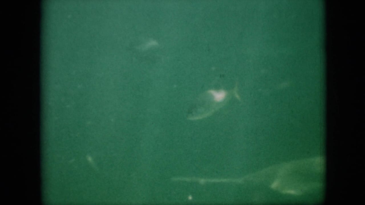 1958 8mm home-movie frame attributed to Pennsylvania showing small fish moving through green, softly focused water with visible film borders and dust.