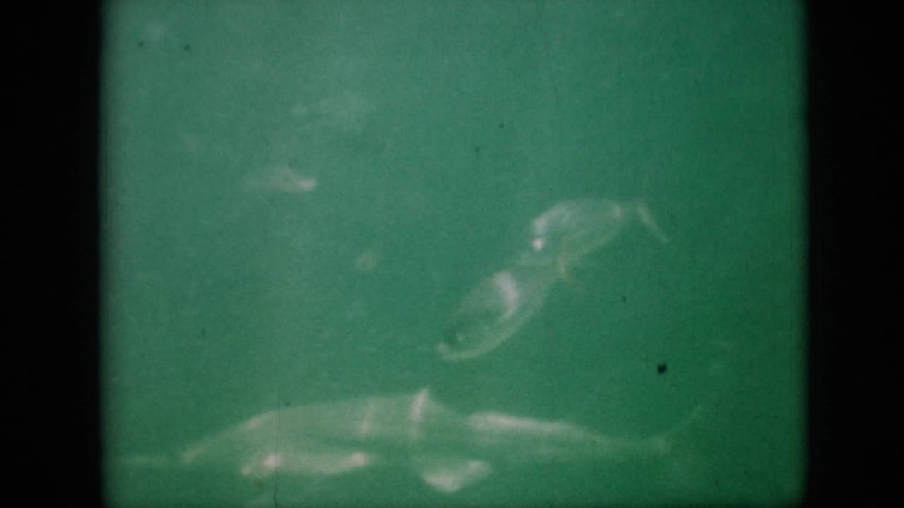 Larger pale fish form and smaller fish in green underwater view.