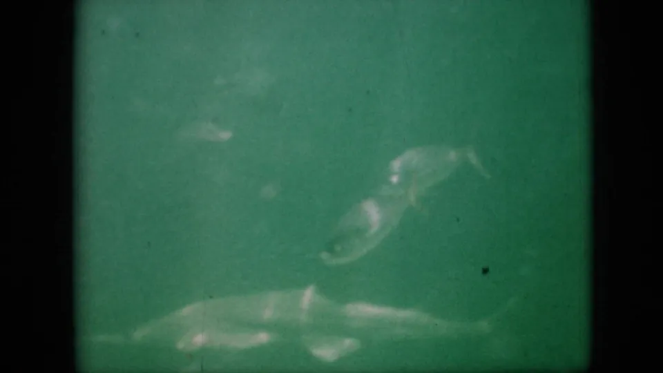 1958 8mm frame attributed to Pennsylvania showing a larger pale fish form beneath smaller fish in green, murky water, with heavy film softness and dark edge borders.
