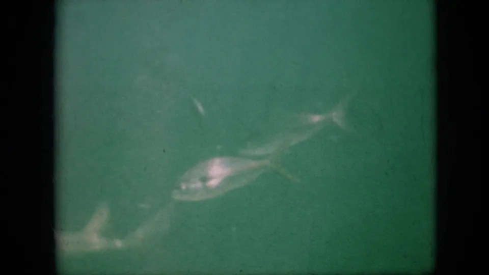 1958 8mm home-movie frame attributed to Pennsylvania showing a bright fish crossing green water near the bottom edge of the contact sheet, with soft focus and visible film grain.