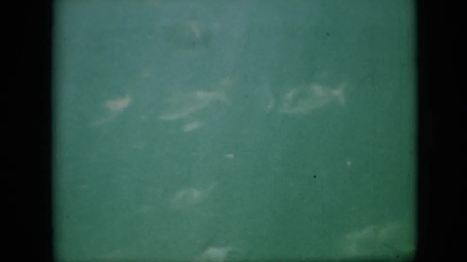 1958 8mm frame attributed to Pennsylvania showing several faint fish shapes in green water, partly obscured by murk, grain, and the contact-sheet split.