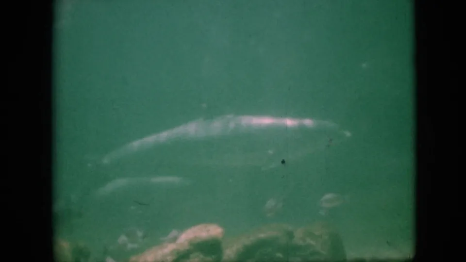 Green-tinted 1958 Pennsylvania 8mm frame showing a large dolphin-like marine animal gliding through underwater water above rocks or bottom texture.