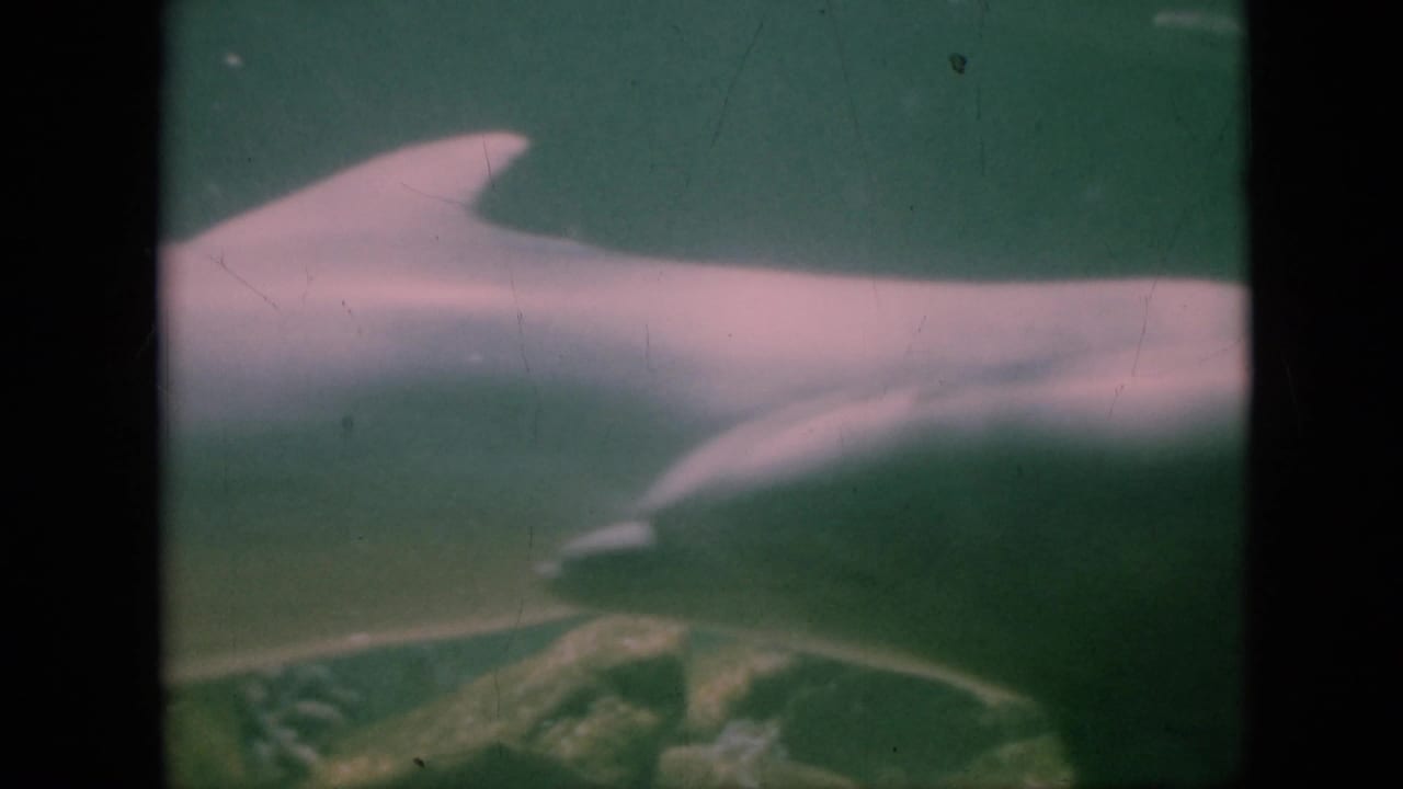 A pale dolphin is seen in side profile swimming through murky green water, with mid-century 8mm color shift and frame edge shadows visible.
