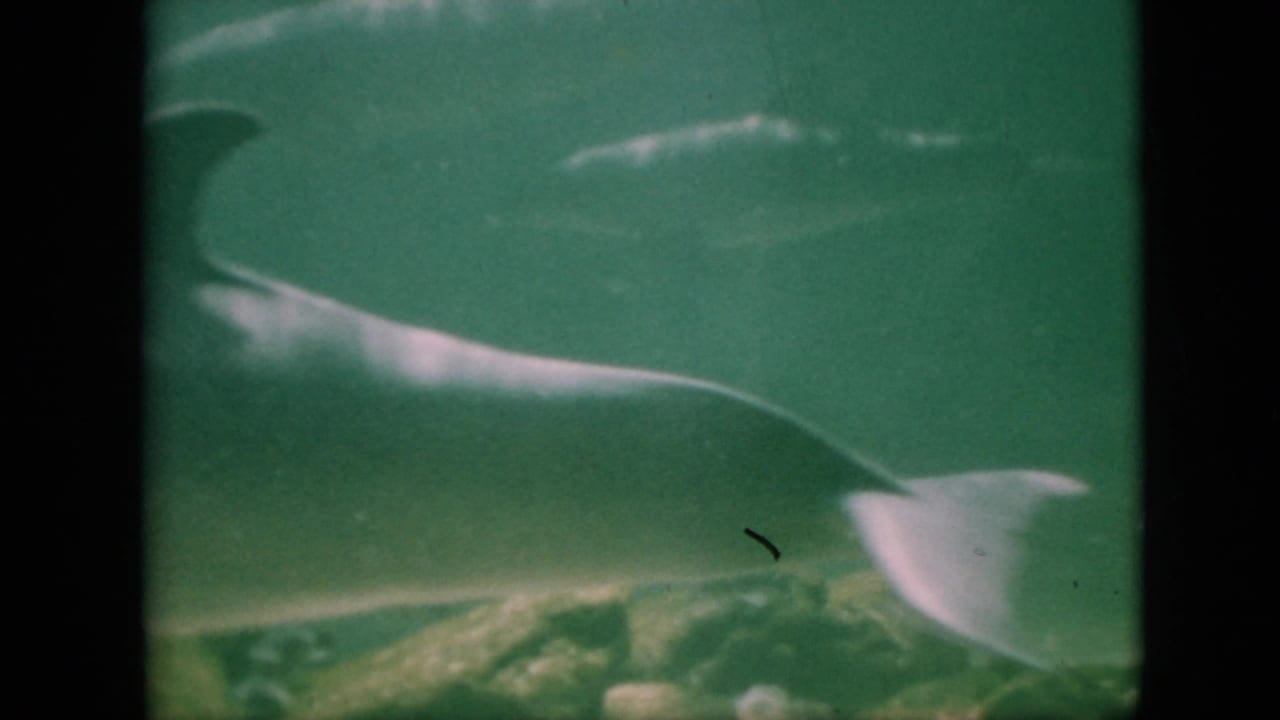Dolphin and another pale shape pass near the underwater rocks.