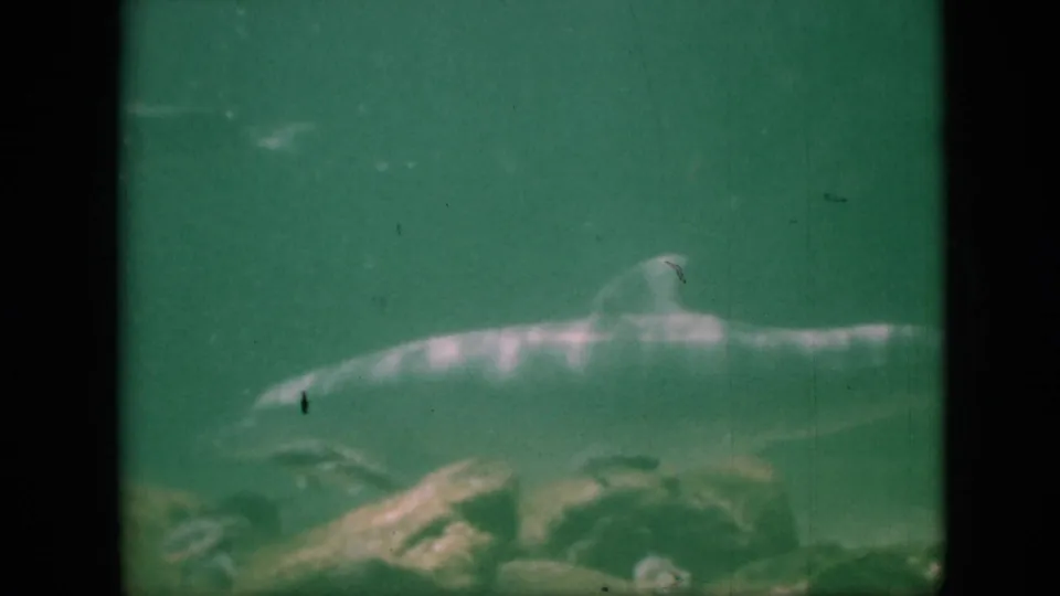 A dolphin swims across the lower right of a green underwater frame, with rocks beneath and visible grain, scratches, and fading from the 1958 8mm source.