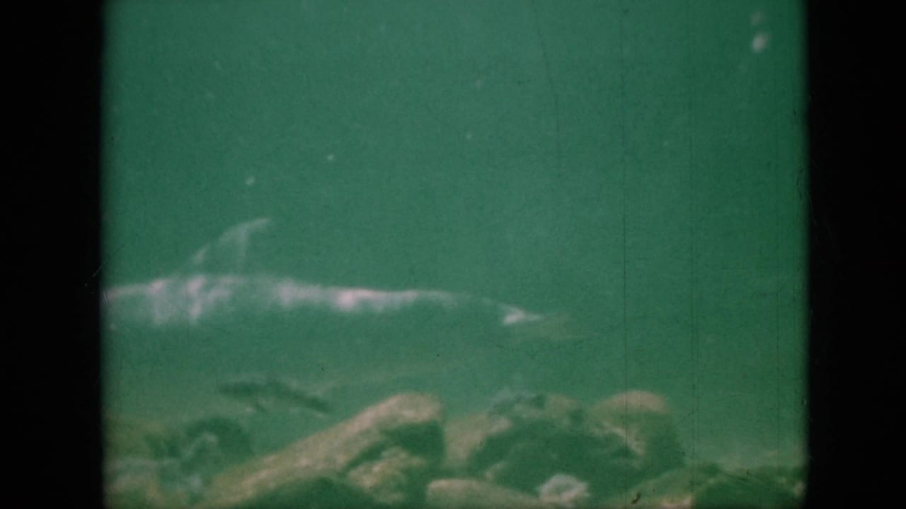 A dolphin moves across green-tinted aquarium water above rocks in 1958 Pennsylvania 8mm home-movie footage.