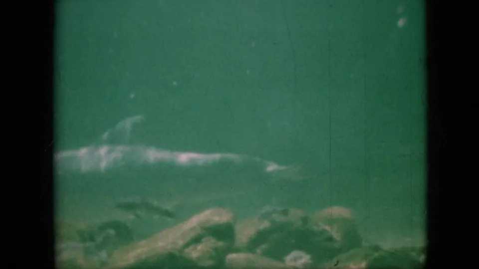 A dolphin moves across green-tinted aquarium water above rocks in 1958 Pennsylvania 8mm home-movie footage.