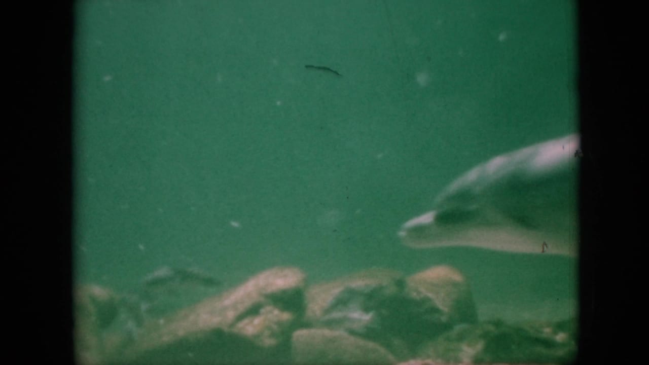 A dolphin swims near the right edge of a green underwater aquarium view, with rocks visible along the tank floor.