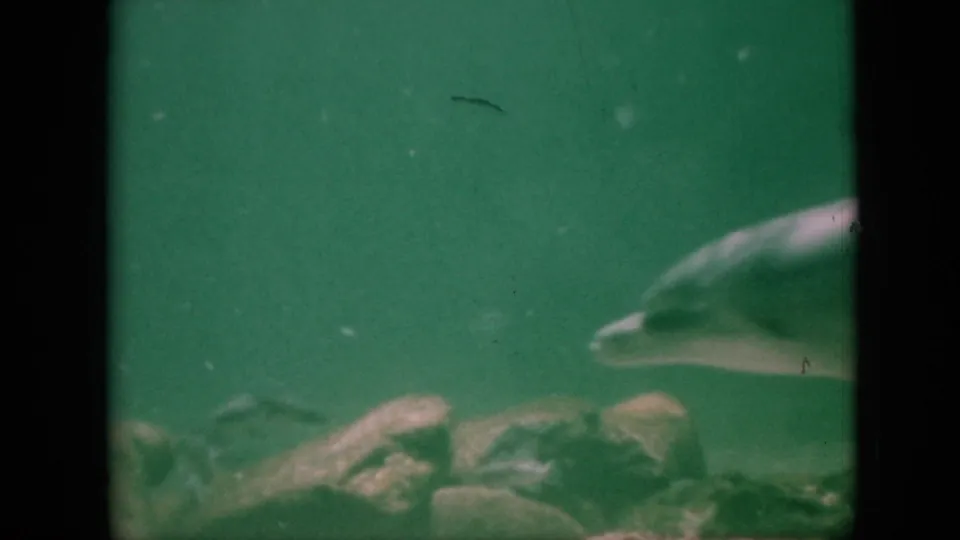 A dolphin swims near the right edge of a green underwater aquarium view, with rocks visible along the tank floor.
