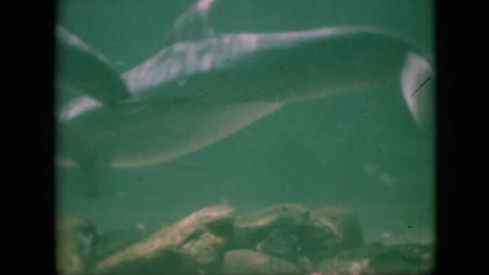A closer view shows a dolphin crossing the foreground of the aquarium while rocks and green water fill the background.