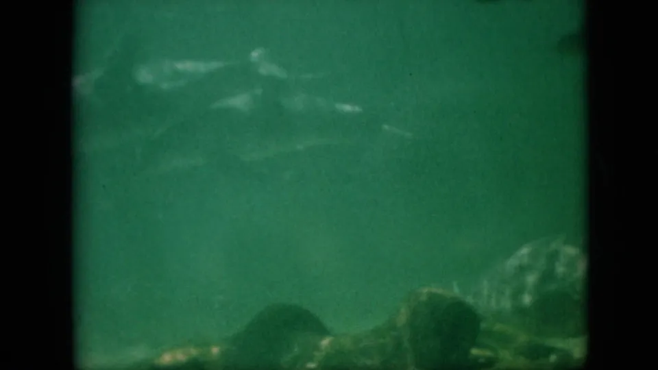 A dolphin appears in the middle distance of the green aquarium water, with a rocky bottom and dark frame border visible in the 8mm scan.