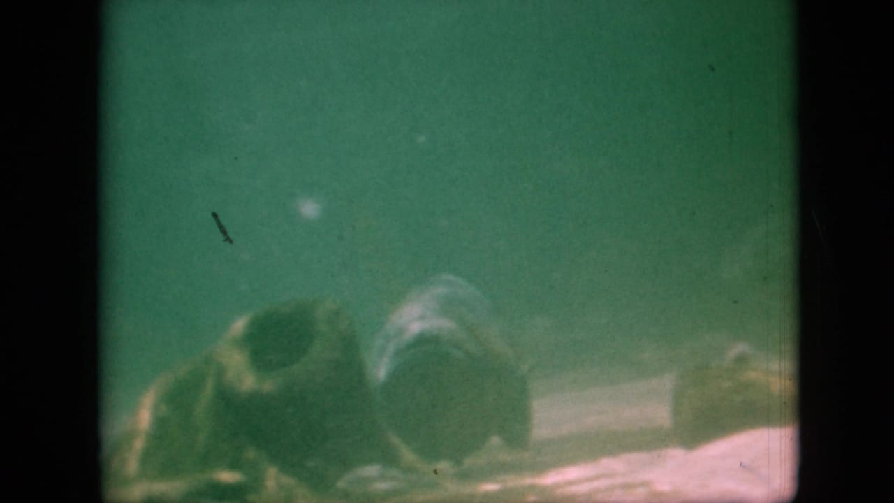 Two fish in cloudy green water near a pale bottom.