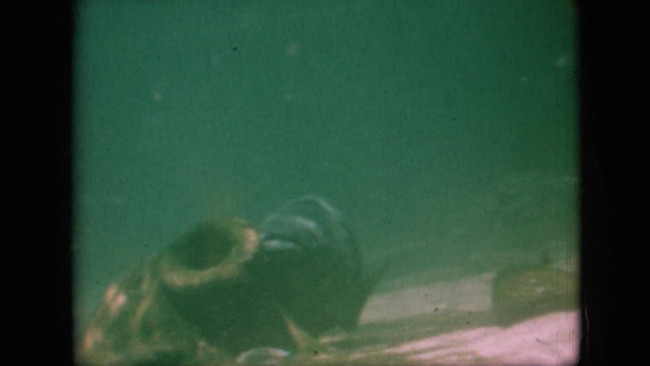 Two fish swim side by side in murky green water.