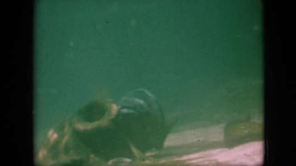 A pair of fish remain visible in green-tinted underwater 8mm footage, with a pale bottom and soft film texture behind them.