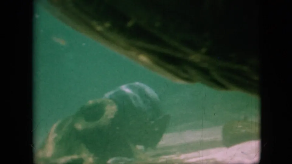One fish is prominent near the lower frame while a dark, indistinct form crosses above in green underwater 8mm footage.