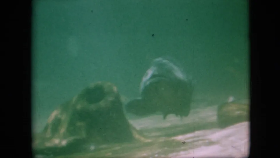 Two fish are seen near a pale underwater floor in 1958 Pennsylvania 8mm footage, softened by cloudy green water and film grain.