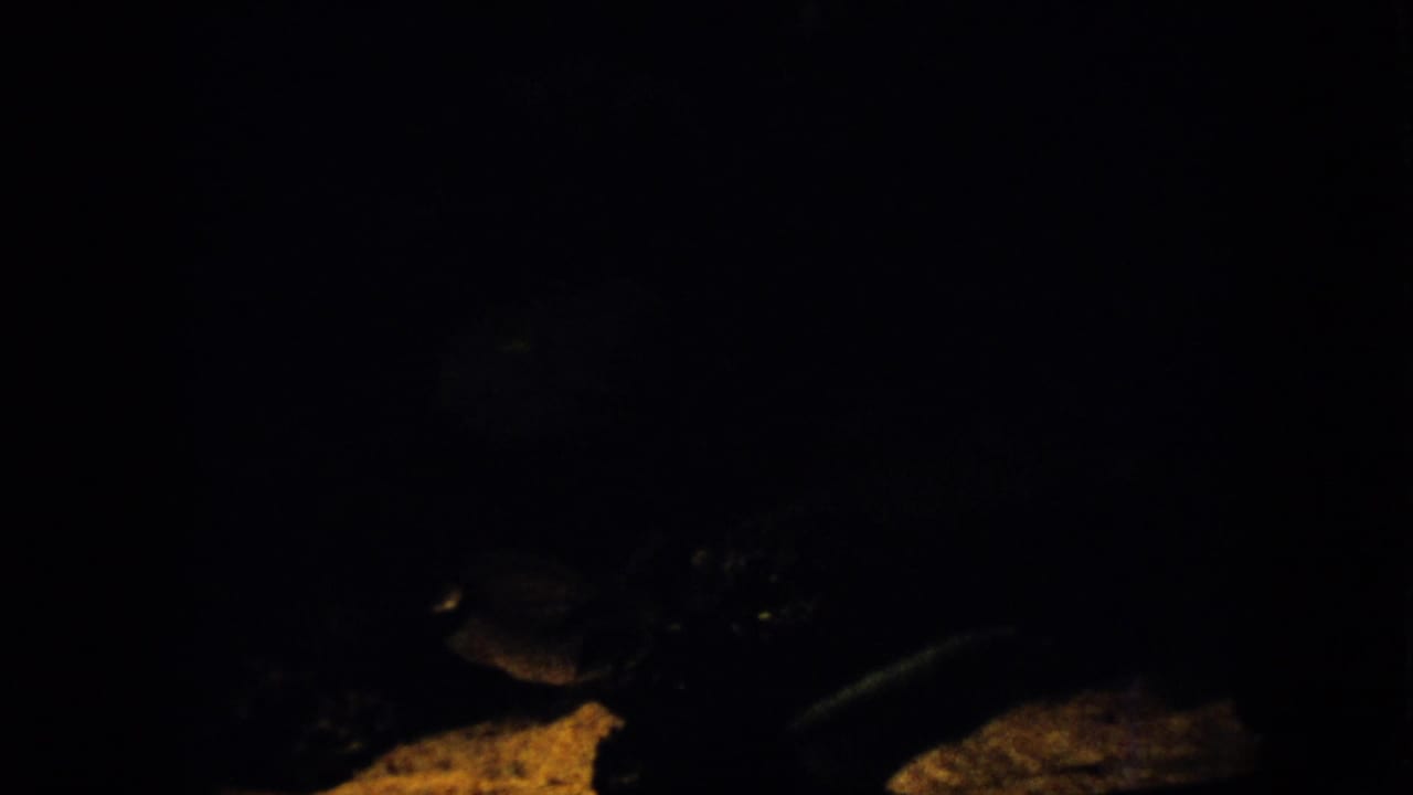 Very dark 1958 Pennsylvania 8mm frame showing a faint fish-like silhouette near a pale rocky area in low green-brown underwater light.