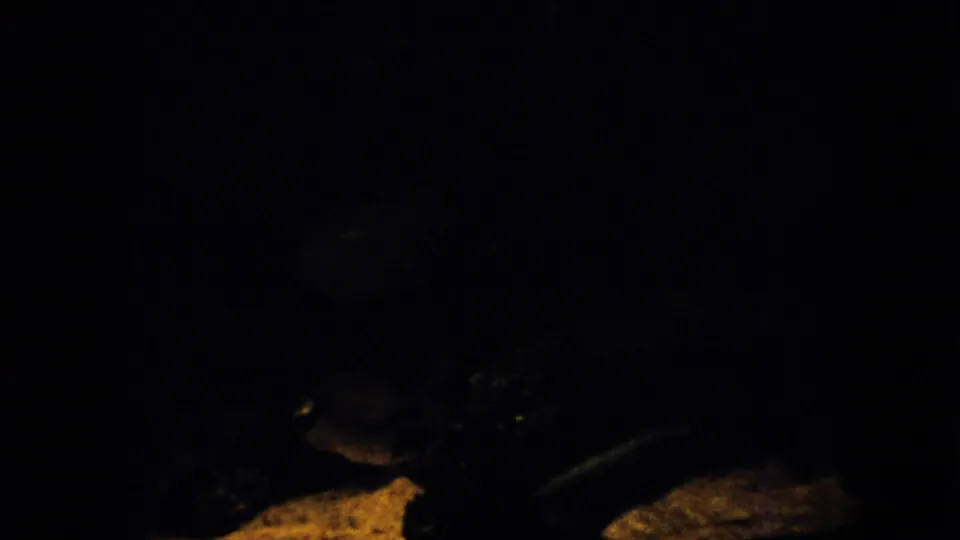 Very dark 1958 Pennsylvania 8mm frame showing a faint fish-like silhouette near a pale rocky area in low green-brown underwater light.