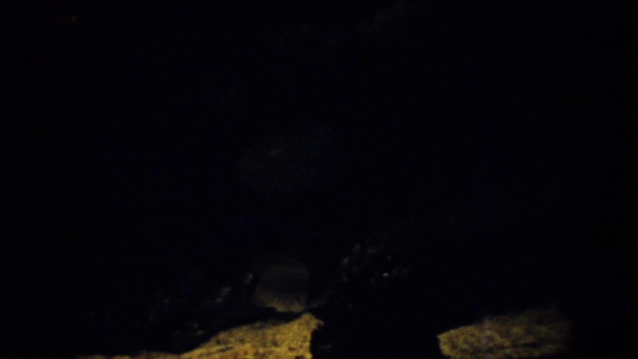 Dim underwater scene with a narrow fish shape and pale rocks in shadow.