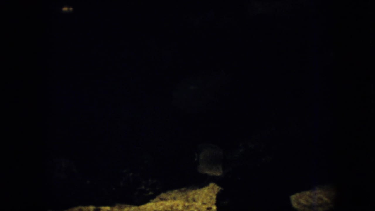 Nearly black underwater frame with a small fish shape and pale rock at lower right.