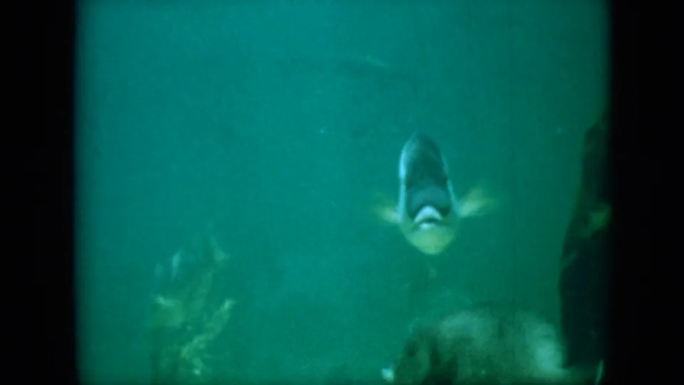 1958 Pennsylvania 8mm frame showing a clearer green-blue aquarium or underwater view with one fish facing the camera, another fish partly visible below, and algae-like texture behind them.