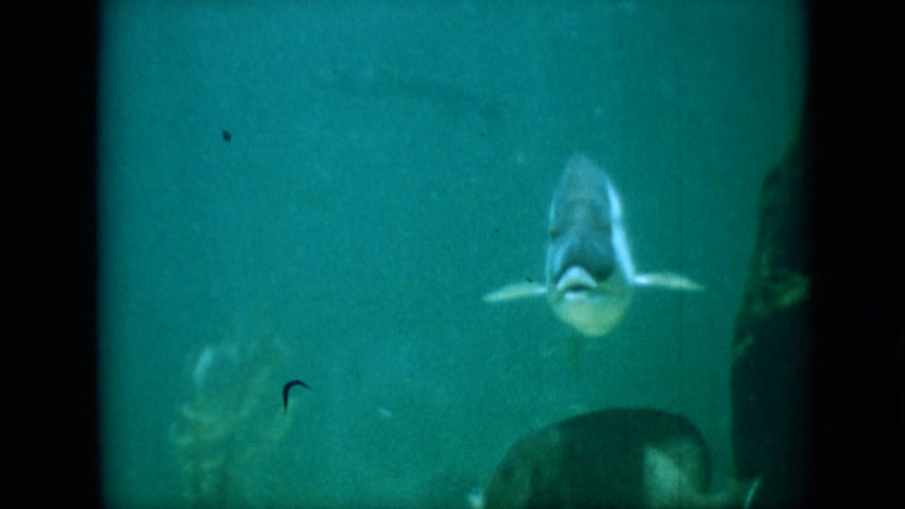In 1958 Pennsylvania home-movie footage, a pale fish faces the camera through green-tinted aquarium water while darker fish move near the lower edge.