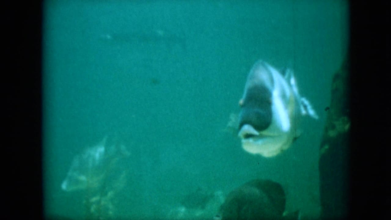 Large pale fish turns in green water with smaller fish behind it.