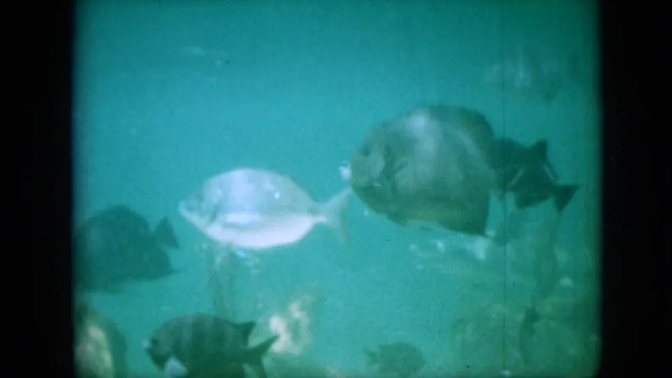 Two fish swim side by side in blue-green aquarium water, one pale and one darker and rounded, with other fish partly visible near the edges.