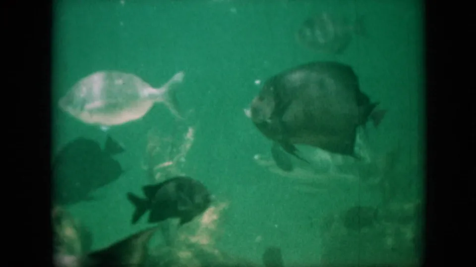 Several aquarium fish move through green water, including a pale fish at left, a darker round fish at right, and smaller dark fish near the lower edge.
