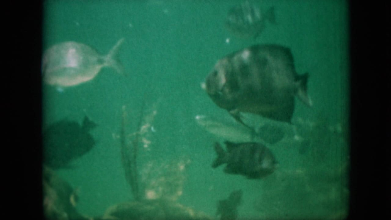 1958 Pennsylvania-associated 8mm frame showing several fish in green-tinted water near underwater rocks and plant-like structures.