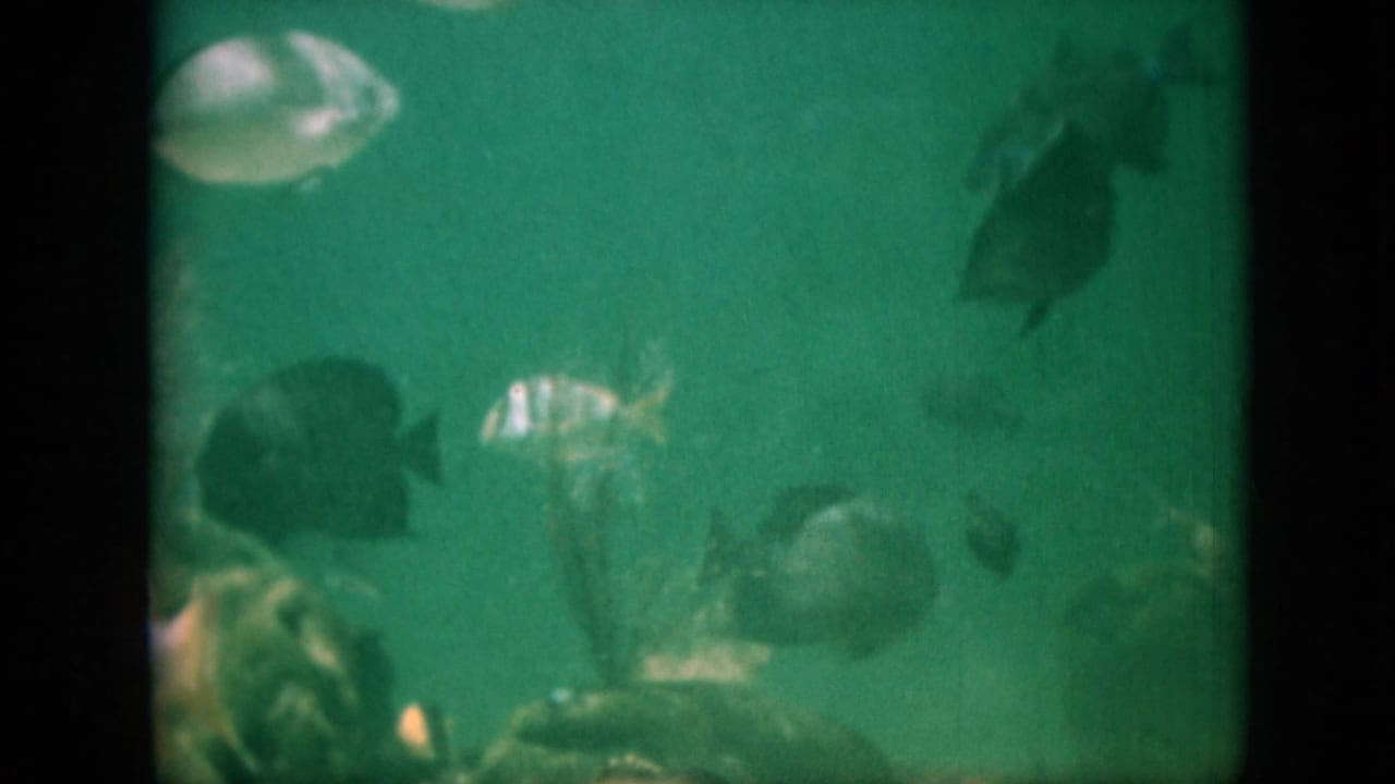 Fish of different sizes pass through green water with rocks below.