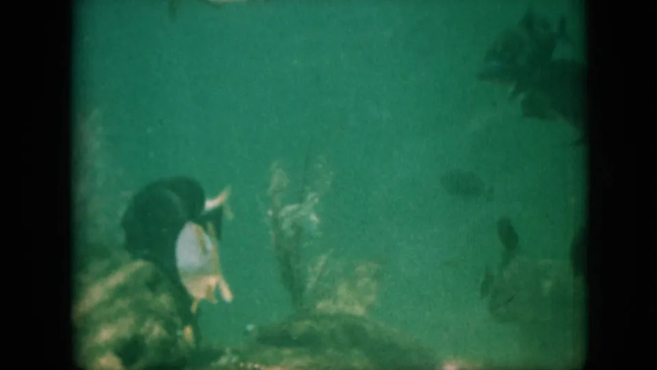Vintage 8mm frame showing fish near rocks and plant-like underwater shapes in murky green water, with no people or signs visible.