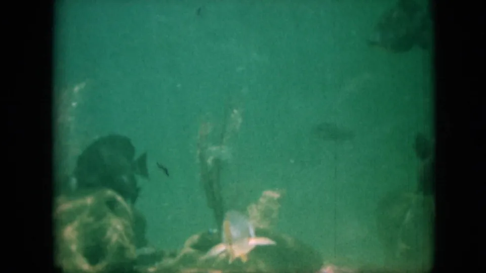 1958 Pennsylvania-associated 8mm frame with fish drifting through green water above pale underwater plant-like forms and rocks.