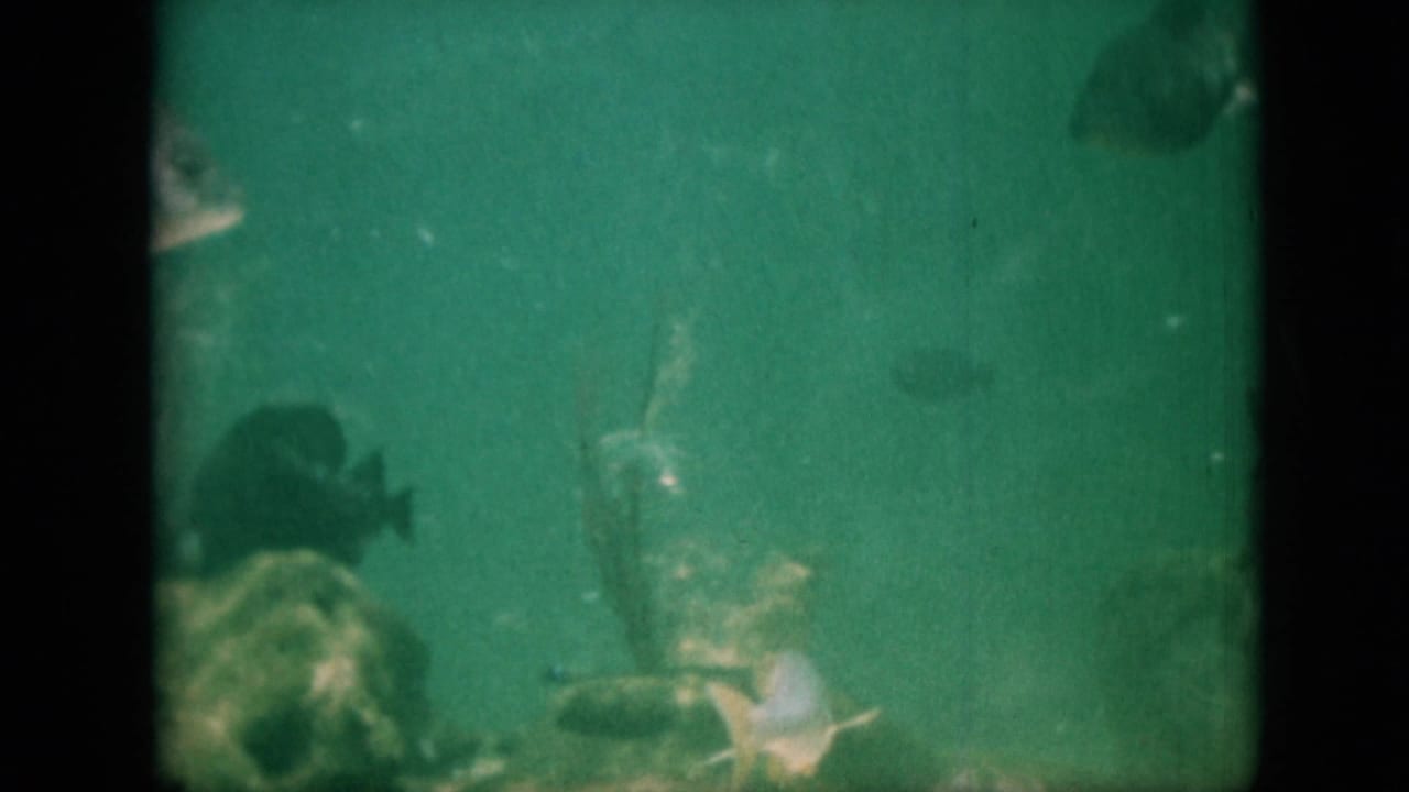 1958 Pennsylvania 8mm home-movie frame showing several fish moving through green aquarium water, partially obscured by dark window dividers and film grain.