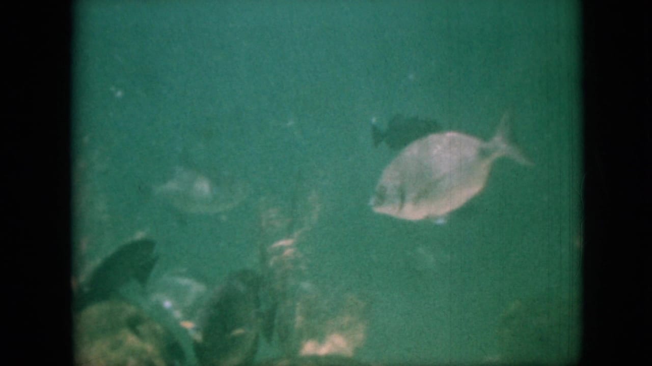 Light-colored fish and darker fish silhouettes in green aquarium water.