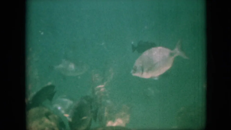 1958 Pennsylvania 8mm frame with a pale fish near the upper right and darker fish shapes swimming in low-light green aquarium water.
