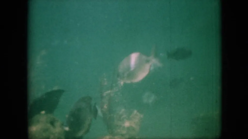 1958 Pennsylvania 8mm home-movie frame showing a small bright fish and darker fish forms in murky green aquarium water with soft focus and grain.