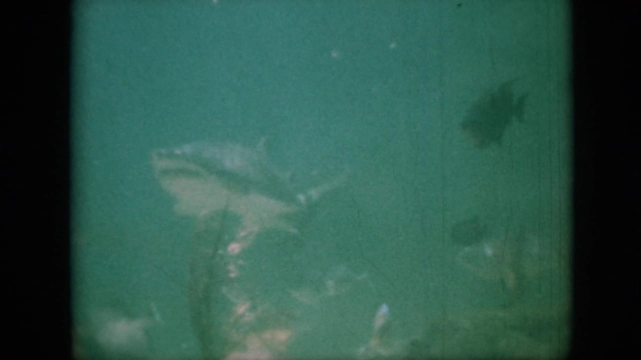 1958 Pennsylvania 8mm frame showing a shark-like fish moving through green aquarium water with smaller fish nearby and dark film borders.