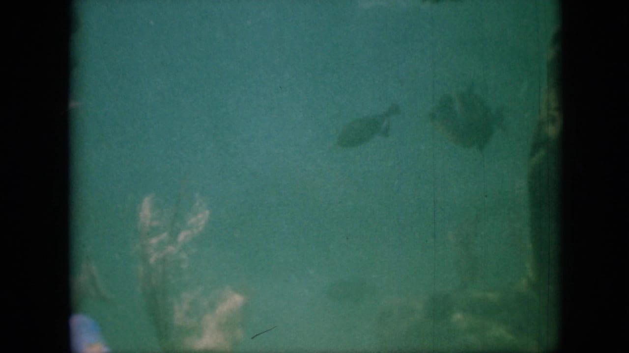 1958 Pennsylvania 8mm frame with small fish dispersed in green aquarium water, divided by a dark film or contact-sheet border.